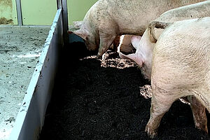 Photo: FiBL Trois porcs dans une zone à fouir à l'interieure d'un bâtiment