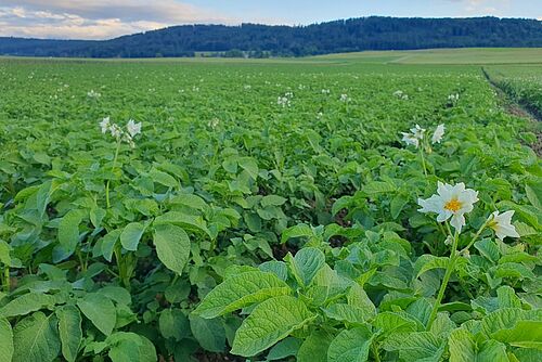 Champ de pommes de terre vertes et saines avec des fleurs blanches.
