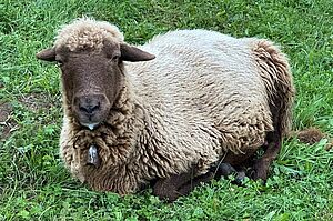 Un mouton est couché dans l'herbe et a de la salive sur la bouche.