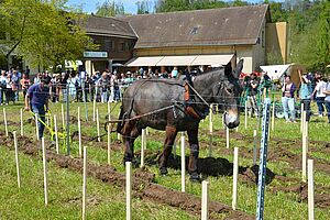 Thomas Duguy en train d’effectuer un chaussage de la vigne (ici sur une vigne fictive représentée par des piquets et des fils). Photo : Christian Hirschi, FiBL Mulet tirant une charrue verte.