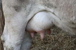Passer à un concept de santé mammaire bioconforme Gros plan sur la mamelle d'une vache.