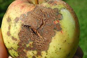 Tavelure sur une apple. Photo: FiBL, Andi Häseli.