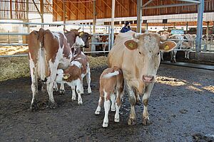 Deux vaches avec chacune un veau tétant dans l'étable.