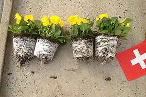 Photo de fleurs jaunes de viorne avec de la terre et des racines.